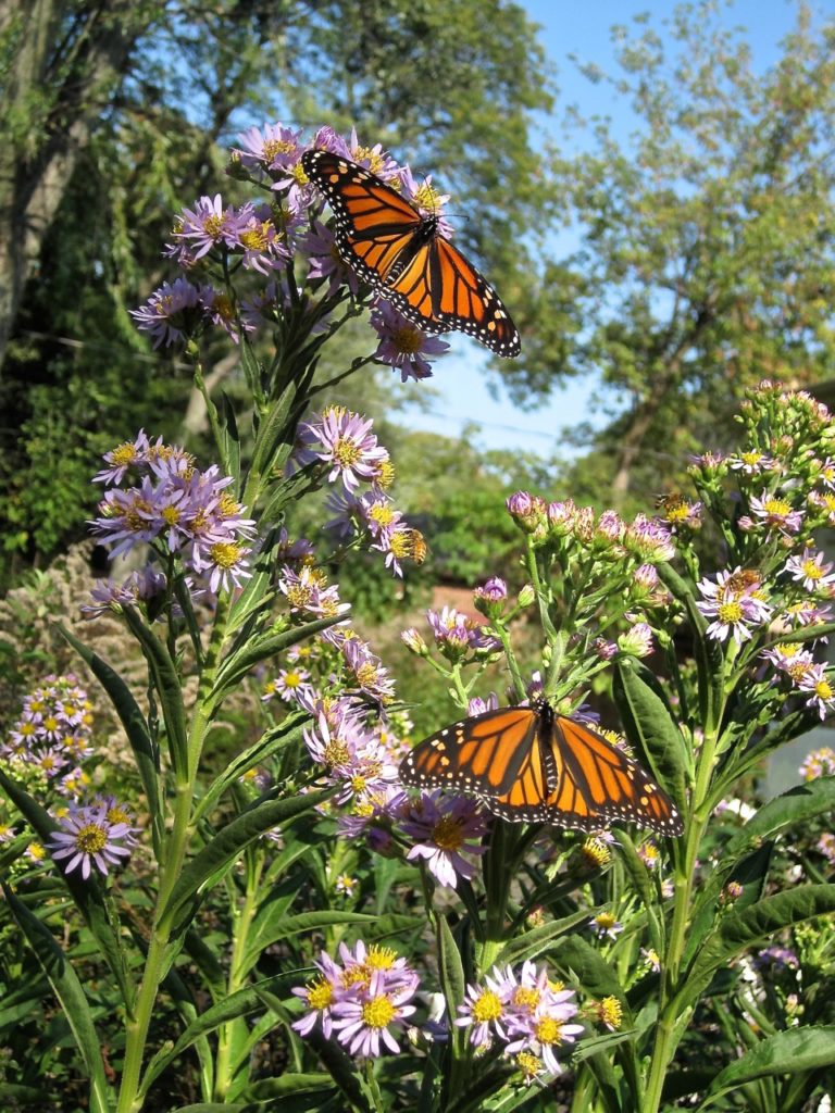 monarch-butterfly-inspiration